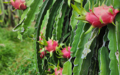 DRAGON FRUIT – THE SWEET TASTE OF BINH THUAN 